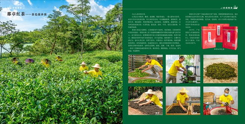 那章紅茶——臺山市廣海鎮(zhèn)人民政府的農(nóng)業(yè)投資卓見成效